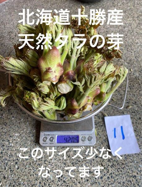 北海道十勝産 天然 タラの芽 11