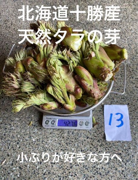 北海道十勝産 天然 タラの芽 13