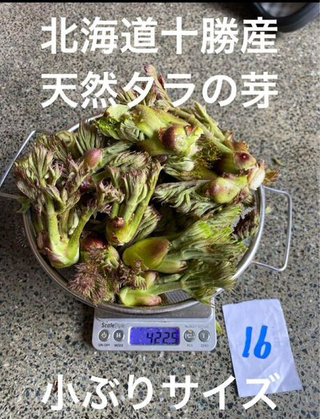 北海道十勝産 天然 タラの芽 16