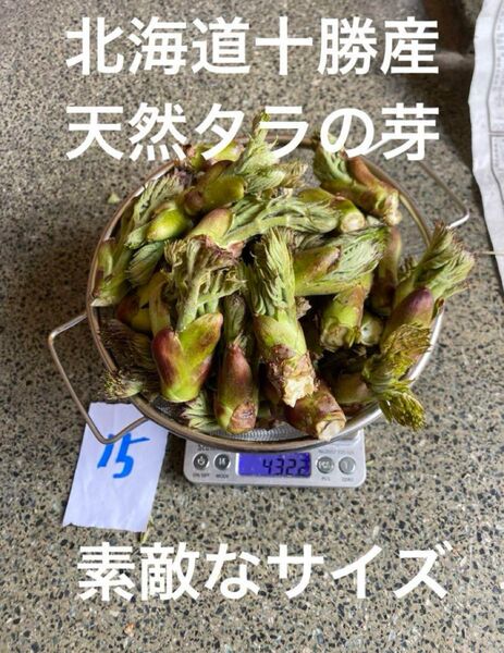 北海道十勝産 天然 タラの芽 15