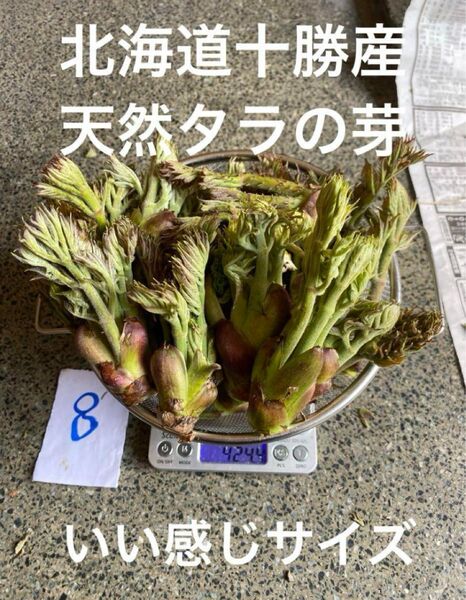 北海道十勝産 天然 タラの芽 8