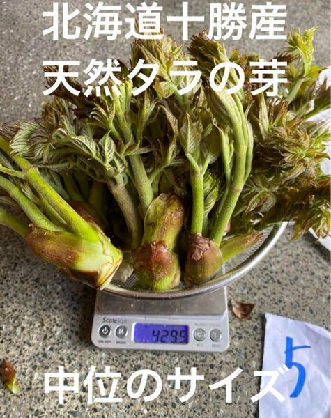 北海道十勝産 天然 タラの芽 5