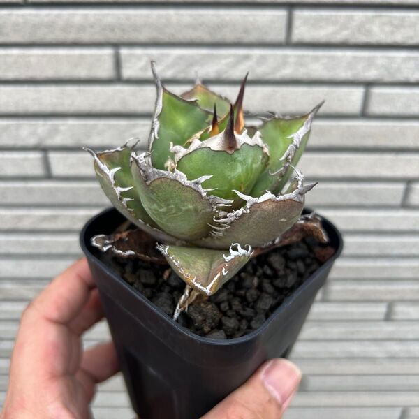 札落ち株 検ワ)アガベ チタノタ オテロイ 実生