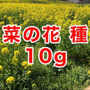 菜の花 種 10g