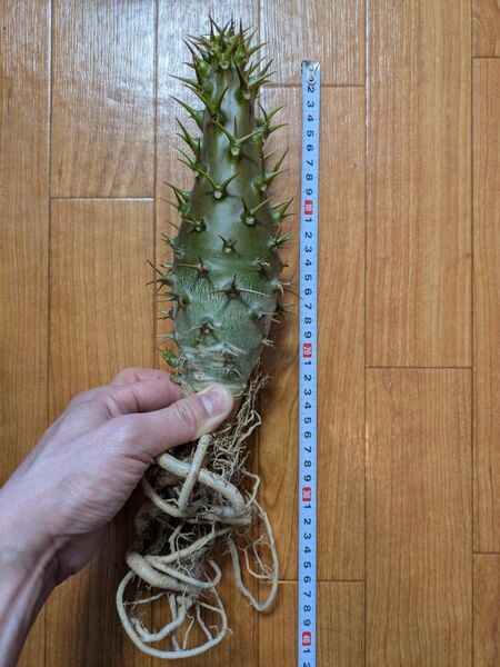 パキポディウム アンボンゲンセ 大株 良型 塊根植物