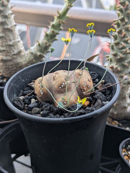 オトンナ カカリオイデス 発根済み 塊根植物 コーデックス Othonna 多肉植物 サボテン