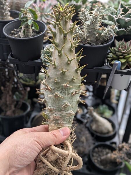 パキポディウム アンボンゲンセ 大株 良型 塊根植物