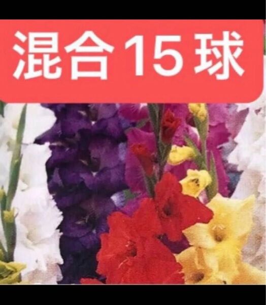 グラジオラス 球根 混合 【スペシャルミックス】15球 【単色咲き、2色咲など】