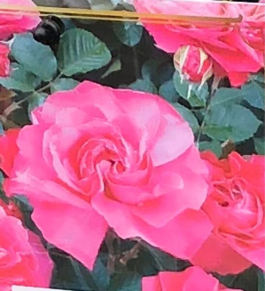 ピンク色の薔薇 苗 約20㎝苗 ビニールポットごと 【フッティールージュ】植えっぱなしOK