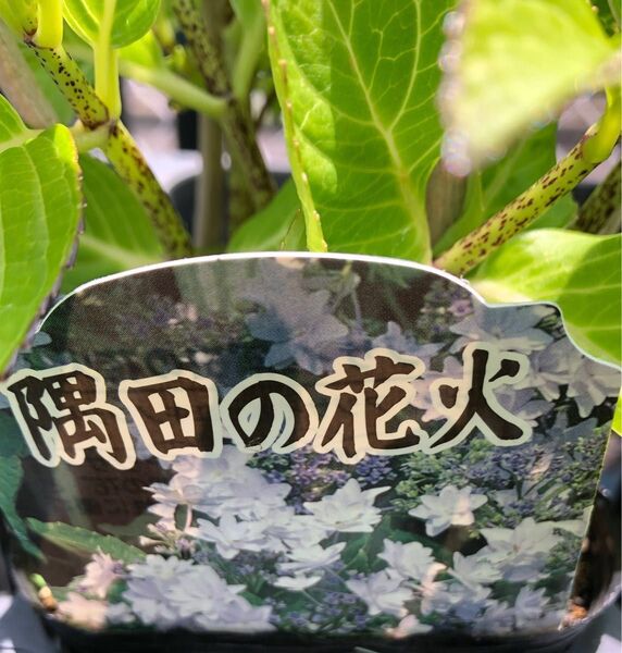 隅田の花火 紫陽花 苗 約10.5㎝苗 抜き苗