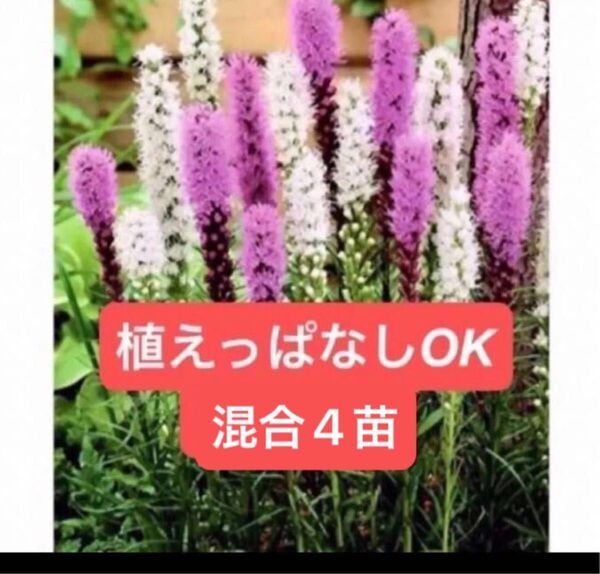 リアトリス【写真2。植えっぱなしOK】苗 【紫白混合4株】【寒暑に強い】【芽出し苗、抜き苗またはビニールポットごと。鉢無し】