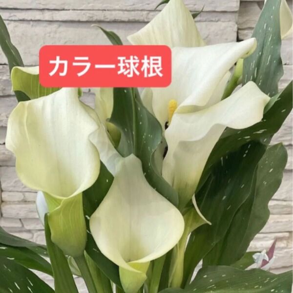 カラー 球根 ホワイト I球 【幅5㎝以上ぐらいの平たい中型から大型の球根です。】