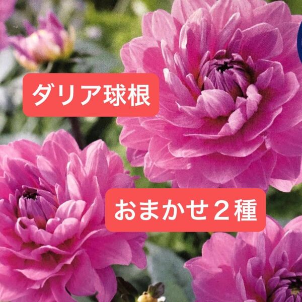 ダリア 球根 色種類おまかせ 2球