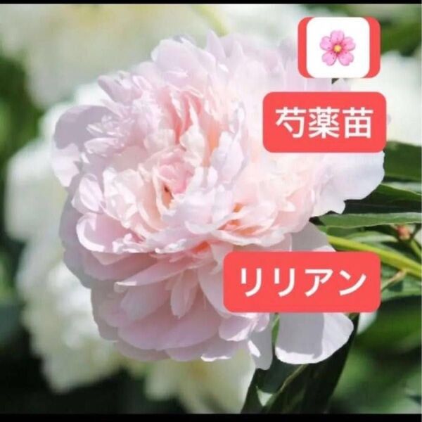 芍薬 【品種物】 苗 【リリアン】一株 【ポットごと】