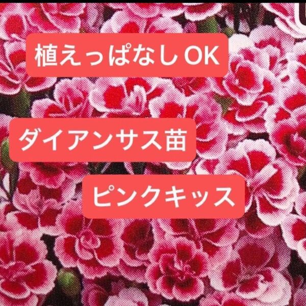 ダイアンサス 苗 【ピンクキッス】 一株 【約2.5号ポット分(写真5参照)【抜き苗 (苗と土)】
