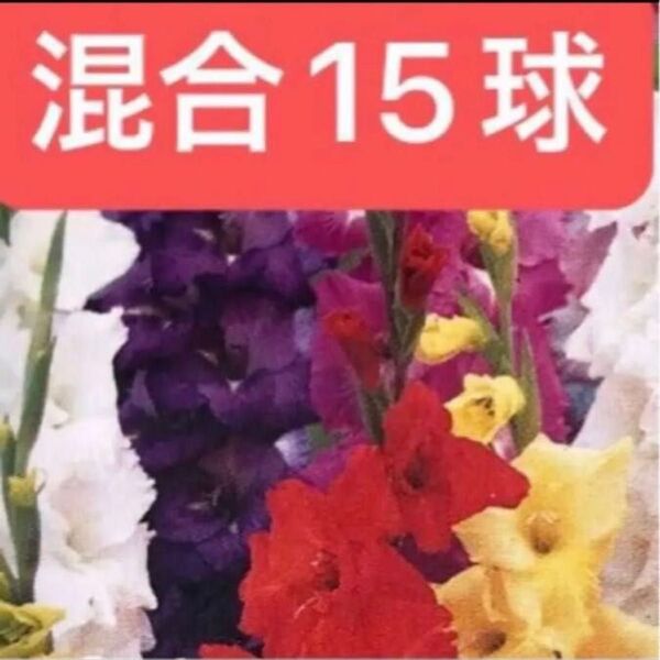 グラジオラス 球根 混合 【スペシャルミックス】15球 【単色咲き、2色咲など】