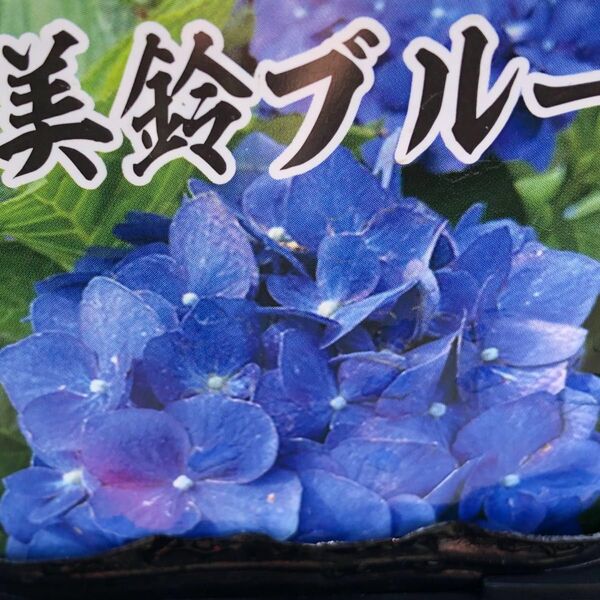 紫陽花 紫陽花苗 アジサイ I株 約10.5㎝苗 【抜き苗】