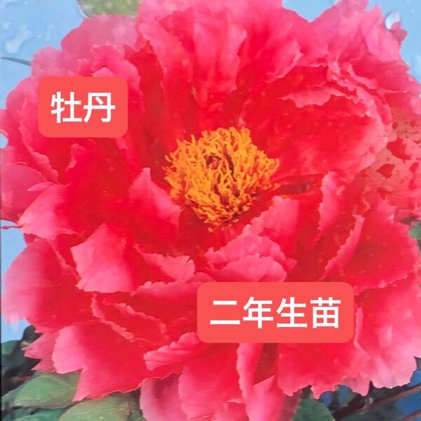 牡丹 苗 2年生 一株 【ビニールポットごと】【植えっぱなしOK】