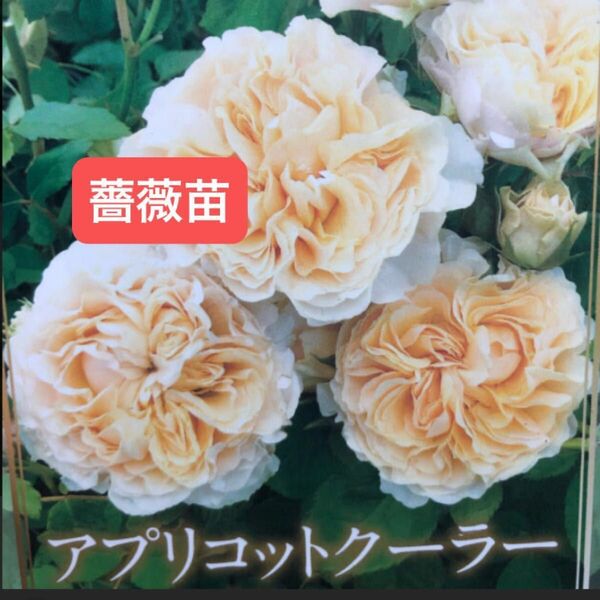 バラ苗 薔薇苗 アプリコットクーラー 一株 約20㎝苗 ビニールポットごと 【植えっぱなしOK】