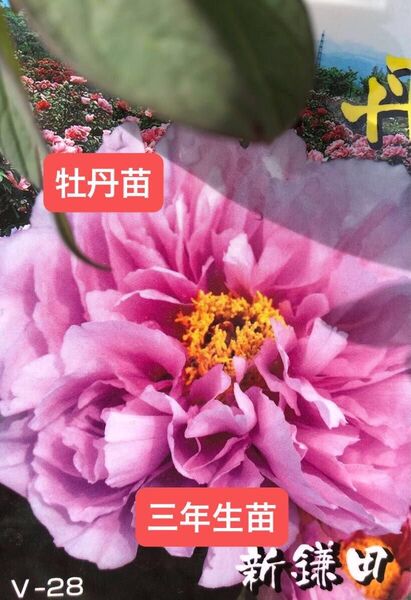 牡丹 苗 新鎌田 三年生苗 一株 【ビニールポットごと】【植えっぱなしOK】