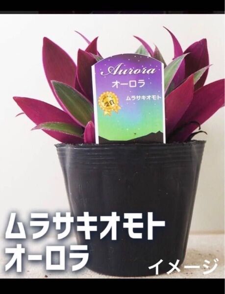 ムラサキオモト オーロラ 苗 一株 ビニールポットごと