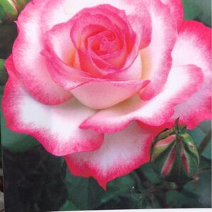 バラ 苗 約20㎝苗 ビニールポットごと 【植えっぱなしOK】