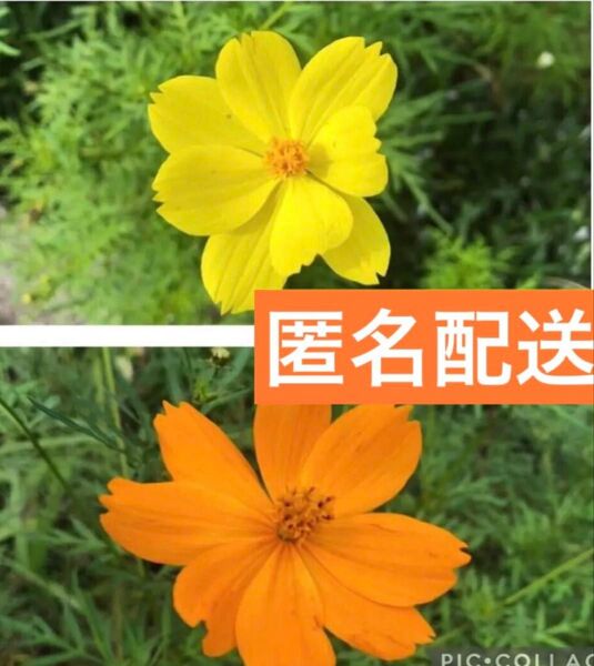 3 キバナコスモスの種 200粒