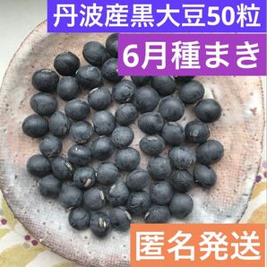 1 丹波産黒大豆 50粒