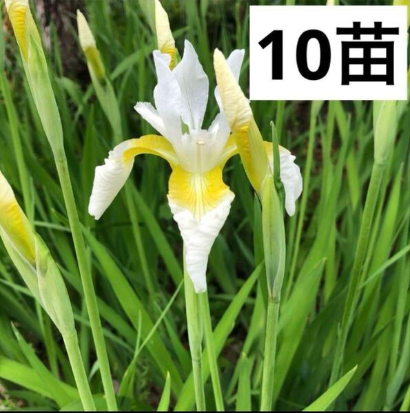 4アヤメ苗 花白色 10本