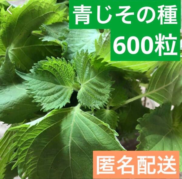 18 青じその種 600粒