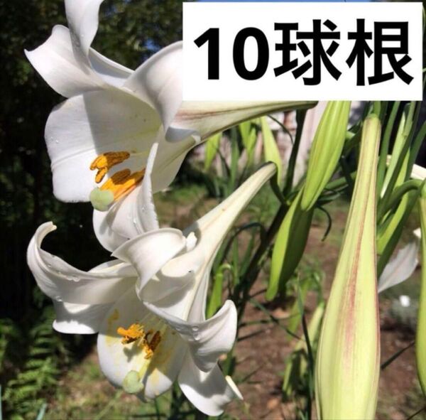 1 高砂百合の苗 (球根10個)