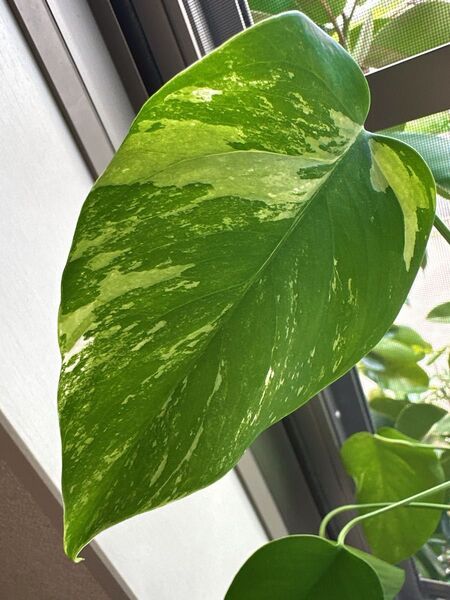 斑入りモンステラ 人気観葉植物(写真をアップ致しました1、2、3)5.15