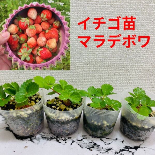 イチゴ苗 マラデボワ 4株セット 抜き苗 ネコポス発送