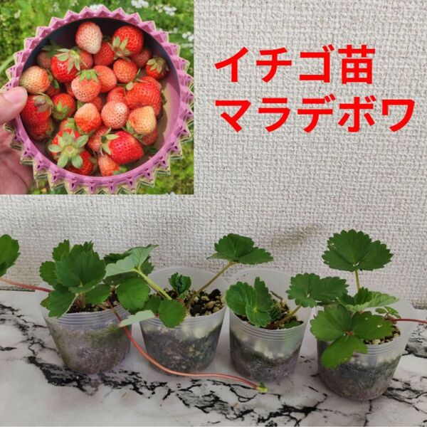イチゴ苗 マラデボワ 4株セット 抜き苗 ネコポス発送
