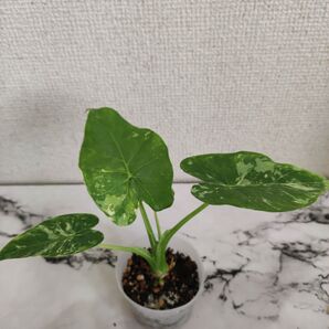 アロカシア ガゲアナ 斑入り