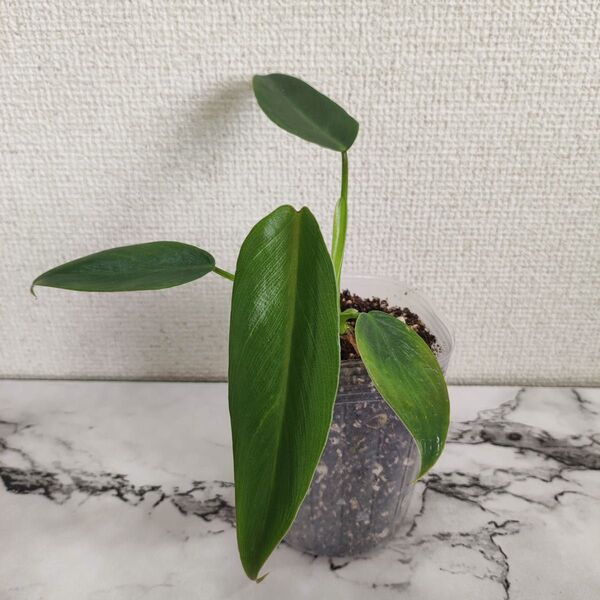 フィロデンドロン スピリタスサンクチ philodendron spiritus sancti 苗