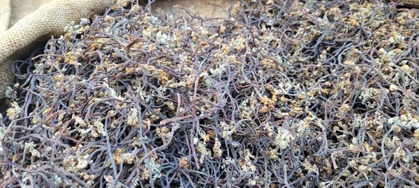 岩手県産 令和7年乾燥わらび 500g
