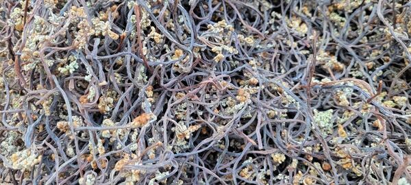 令和7年 岩手県産 乾燥わらび 100g