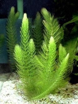 マツモ 水草 熱帯魚 アクアリウム オマケ付き