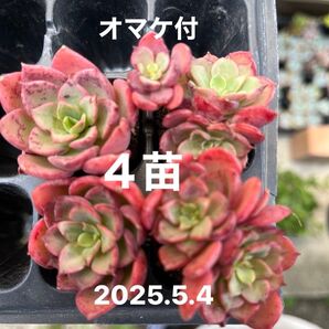 高貴4苗 多肉植物 根付き苗 オマケ付