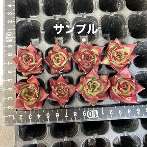 訳アリ 紅檀8苗セット 多肉植物