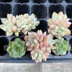 阮玲玉3苗 オマケ付 多肉植物 根付き苗