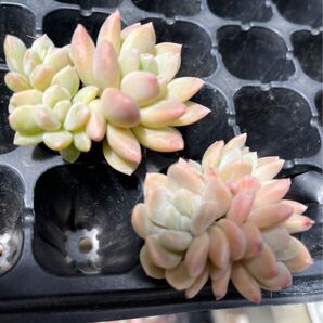 阮玲玉2苗セット 多肉植物の苗 根付き苗