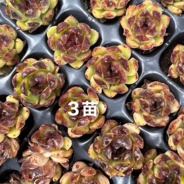 黒水晶4苗 多肉コレクション 根付き
