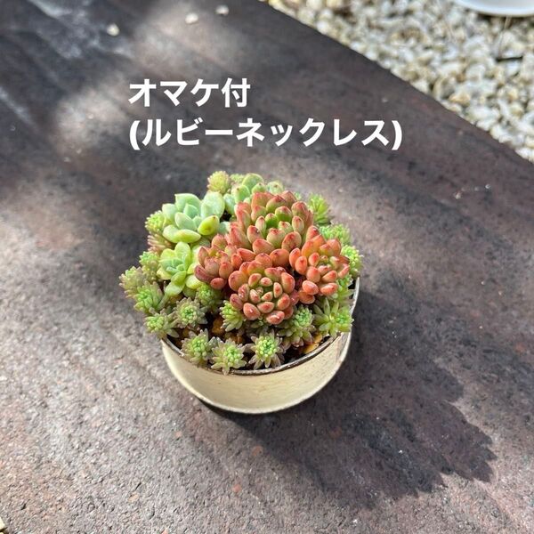 ピンクルビー と 青ぶどう 多肉コレクション