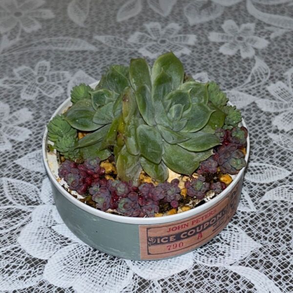 アンスノ と パープルヘイズ と パリダム 多肉植物