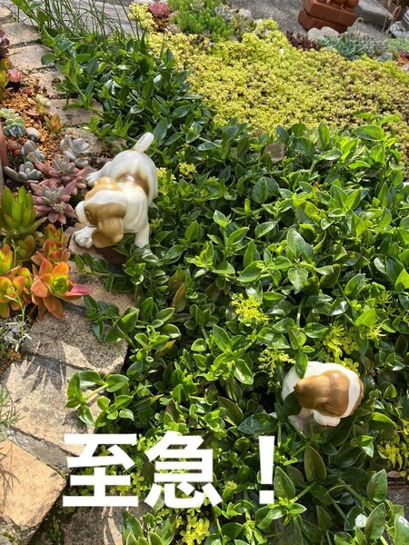 ベビーサンローズ カット苗 ゆうパケットポストいっぱい