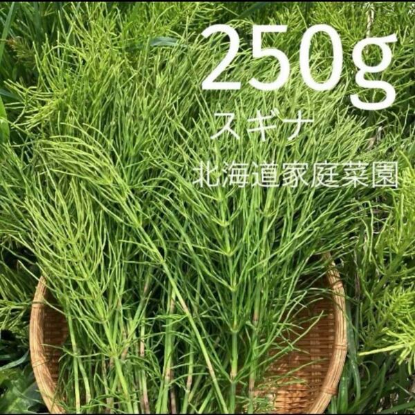 スギナ 250g 北海道家庭菜園