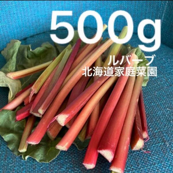 ルバーブ500g 北海道家庭菜園