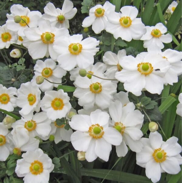 ショウメイギク 苗 株 白 菊 秋明菊 しょうめいぎく ホワイト